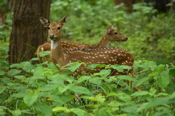 Vahşi yaşam tapınağındaki geyik