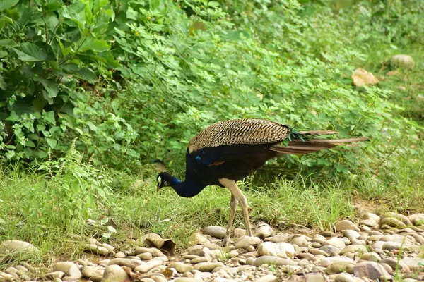 Vahşi yaşam sığınağında tavus kuşu