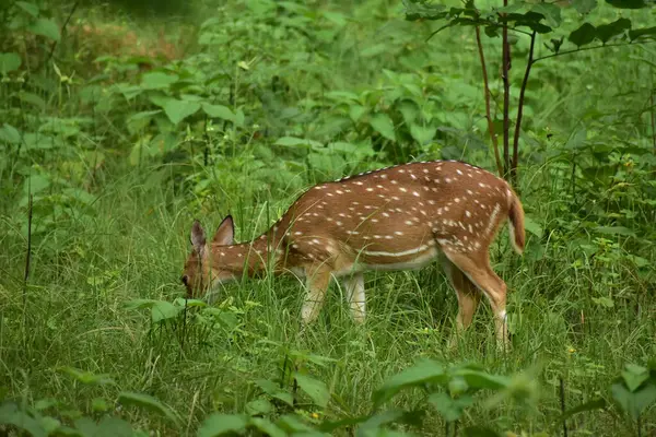 Benekli geyik Jim Corbett Ulusal Parkı 'ndaki en yaygın geyik türüdür.