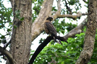 Güzel sarı başlı bir kartalın yakın plan fotoğrafı.