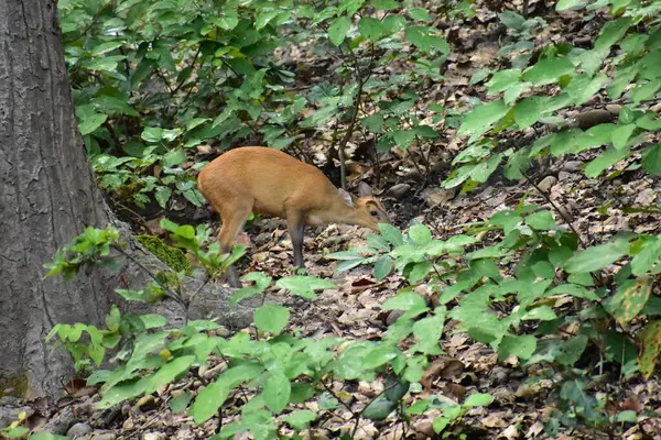 vahşi Kızıl geyik