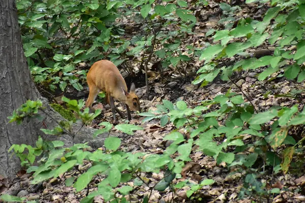 Ormandaki kızıl geyik.