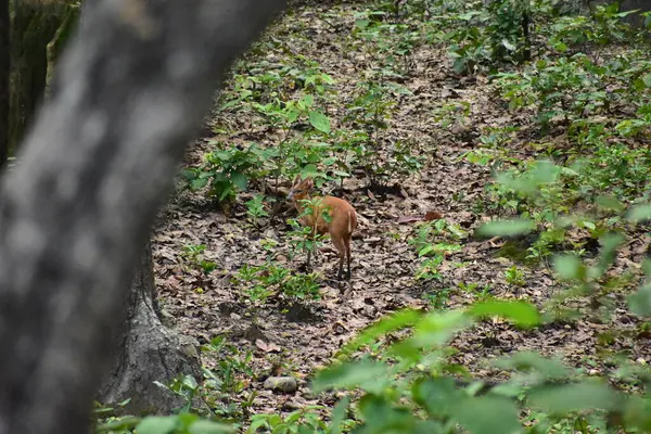 Ormandaki ormanda bir geyik
