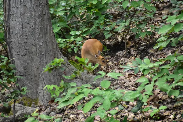 Ormandaki kızıl geyik.