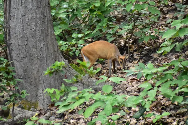 Genç bir kızıl geyik ormanda duruyor.