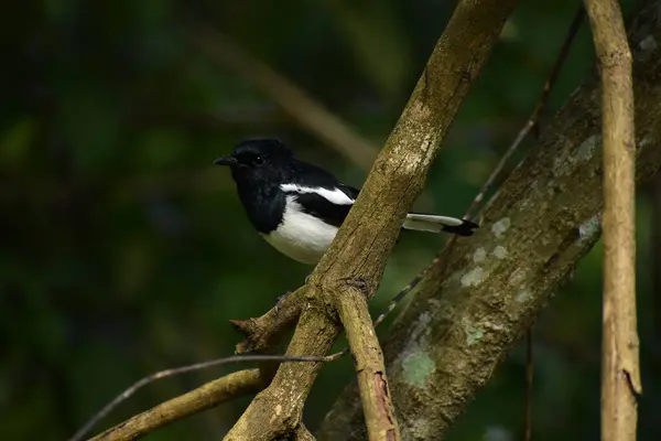 Ağaç dalı üzerinde siyah kuş