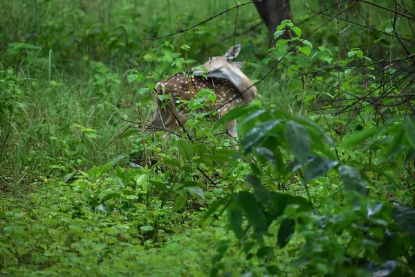 Ormandaki kırmızı geyik