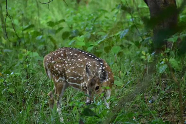 Ormanda genç bir geyik