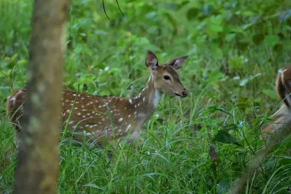 Ormanda genç bir geyik