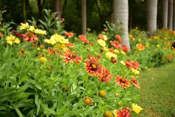 Bahçedeki güzel çiçekler