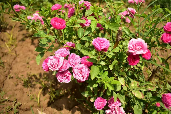 Bahçede kırmızı gül