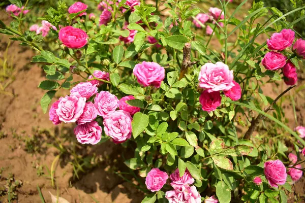 Bahçedeki güzel pembe güller