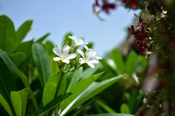 Güneşli yaz gününde bahçede yetişen güzel çiçekler.