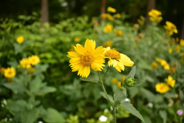 Bahçedeki güzel çiçekler