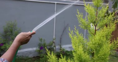 Ağacı suluyorum. Bahçedeki bitki ve ağaçları sulamak için hortumlu kadın bahçıvan. Kadın kolları su püskürtme hortumu kullanıyor. Lastik tüpten su enjekte edilmiş. Çiçeklerin bahçesini suluyorum.