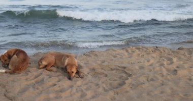 adorable red cur dog with short fur lies on golden beach sand and sleeps in sunlight shadow close view slow motion.Concept tropical beach resort ogs lies in the shade of a palm tree on the beach, brea