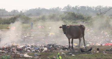 Cattle grazing among burning plastic at rubbish dump Waste and Garbage Dumping Site. Pile of Plastic waste at garbage landfill. Animals and birds feeding on the garbage. Environmental hazard. planet