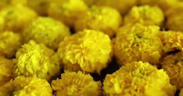 Beautiful Flowers Field Sunset Marigold Calendula Flower Macro Shot Yellow — Vídeo de stock