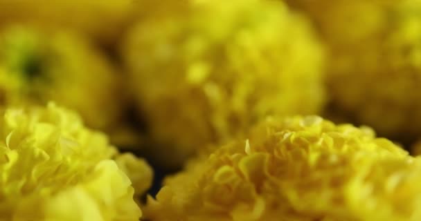 Beautiful Flowers Field Sunset Marigold Calendula Flower Macro Shot Yellow — Video