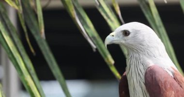 Scavenger bird species, close up details shot of a brahminy kite, haliastur indus, red-backed sea-eagle with hooked bill against blurred background.The brahminy kite Haliastur indus formerly known as