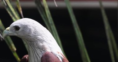 Scavenger bird species, close up details shot of a brahminy kite, haliastur indus, red-backed sea-eagle with hooked bill against blurred background.The brahminy kite Haliastur indus formerly known as