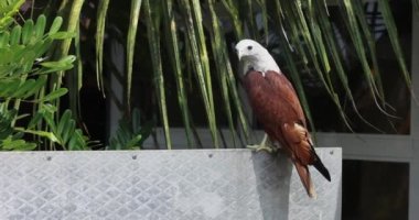 Scavenger bird species, close up details shot of a brahminy kite, haliastur indus, red-backed sea-eagle with hooked bill against blurred background.The brahminy kite Haliastur indus formerly known as