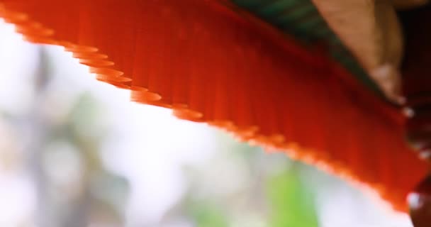 Orange Curtain Flutters Wind Air Movement Summer Day Bright Color — Stok video