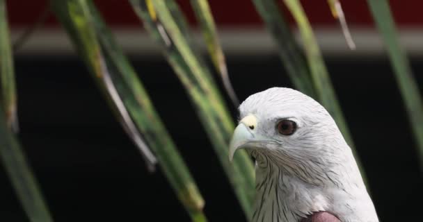Scavenger Bird Species Close Details Shot Brahminy Kite Haliastur Indus — Stock video
