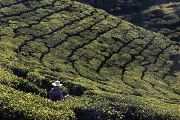 Young caucasian female traveling backpacker up hill and down dale in Munnar, Kerala state, Idukki district, India. High quality photo