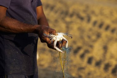 Büyük yengeç az önce bir balıkçının elinde yakalandı. Balıkçının elinde yengeç. Yüksek kalite fotoğraf