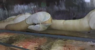 Restoranların akvaryumunda yemek pişirmek için canlı geoduck. Suşi, salata, kızarmış geoduck, kase ve Çin usulü gibi Asya yemekleri. Yüksek kalite 4k görüntü