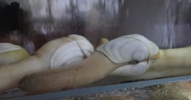 Restoranların akvaryumunda yemek pişirmek için canlı geoduck. Suşi, salata, kızarmış geoduck, kase ve Çin usulü gibi Asya yemekleri. Yüksek kalite 4k görüntü