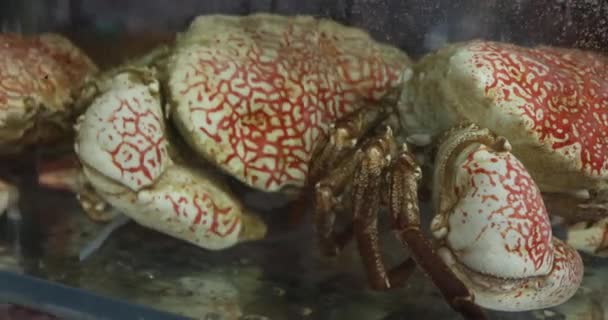 螃蟹王 亚洲和世界上最受欢迎的美食 餐馆的水族馆提供现场蟹王准备好了 沉浸于美味的螃蟹肉中 高质量的4K镜头 — 图库视频影像