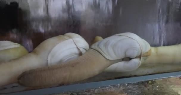 Levande Geoanka För Matlagning Restaurangerna Akvarium Asiatisk Delikatess Rätter Som — Stockvideo
