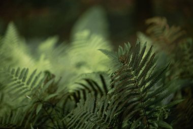 Ormanda eğrelti otları, Bali. Güzel eğrelti otları yeşil yapraklar bırakır. Ormanda yetişen güzel eğreltiotlarına yakın. Güneş ışığında doğal çiçek eğreltiotu arkaplanı. - Evet. Yüksek kalite fotoğraf