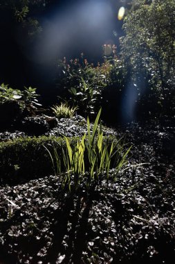 Ormanın şafak ışıklarıyla aydınlanan güzel otlar. Yüksek kalite fotoğraf