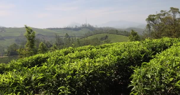 Tea Plantation Hills Munnar Some Most Elevated Tea Plantations World — Stock Video