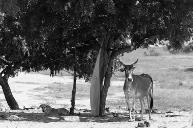 Hindistan 'da büyük bir ağacın altında bir köpek ve bir eşek duruyor. Yüksek kalite fotoğraf