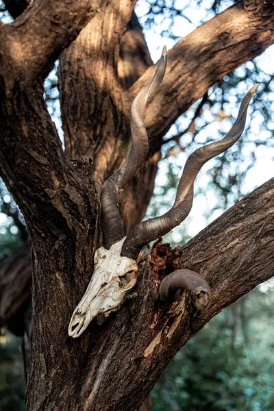 The skull of a wild goat on a tree. Tribes. Amulet. High quality photo