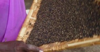 Tarla işçisi az önce topladığı karabiberi temizliyor ve eleme yapıyor. Tanınmayan çiftçinin ön görüntüsü. Yüksek kalite 4k görüntü