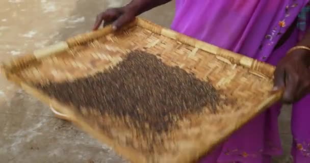 Αγρότης Καθαρίζει Και Κοσκινίζει Μαύρο Πιπέρι Που Μόλις Συνέλεξε Μπροστά — Αρχείο Βίντεο