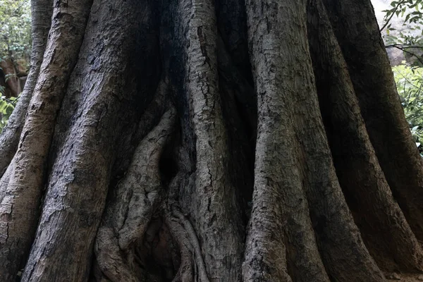大規模な根を持つ神聖なガジュマルの木 自然の力 木を救え 生態学 職業は木を研究する 50歳以上のトランクに奇妙なパターンがある 受け入れられる人数は3人以上です — ストック写真