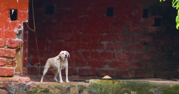 Rozzuřený Pes Řetězu Štěká Pěnou Tlamy Přestaň Svázat Psy Žádné — Stock video