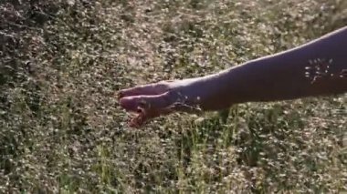 Beyaz yeşil çiçeklerle çim tarlasında hareket eden kız eli. Yavaş çekim sihirli yumuşak ışık. Doğa arka planına dokunmak, yüzükle el ele tutuşmak. Özgür ve mutlu, iyimser doğa çekimi.