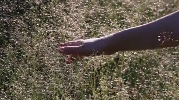 Meisjeshand Beweegt Grasveld Met Witte Groene Bloemen Slow Motion Magisch — Stockvideo