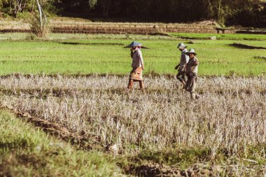 Myanmar, Shan State, 15 Ocak 2020: Tarlalarda yerel çiftçiler çalışıyor. Yüksek kalite fotoğraf