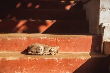 Evsiz yalnız kedi kavurucu güneşin altında uyuyor. Terk edilmiş. Hayvan istismarı. Yüksek kalite fotoğraf