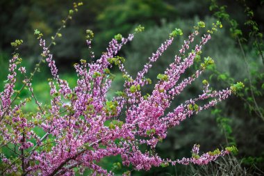 Deniz kenarında pembe zakkum çiçekleri. Yüksek kalite fotoğraf