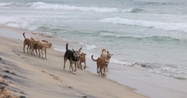 Evsiz köpekler dalgaların arasında sahil boyunca koşar. Yüksek kalite 4k görüntü