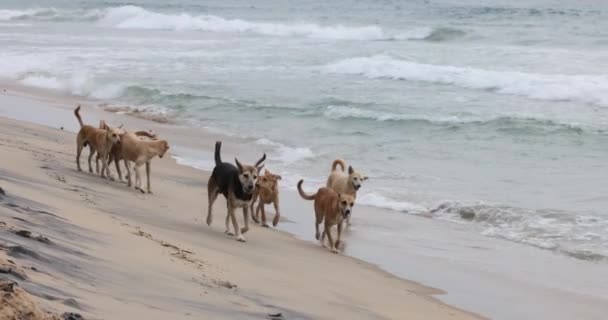 Άστεγοι Σκύλοι Τρέχουν Κατά Μήκος Της Παραλίας Ανάμεσα Στα Κύματα — Αρχείο Βίντεο